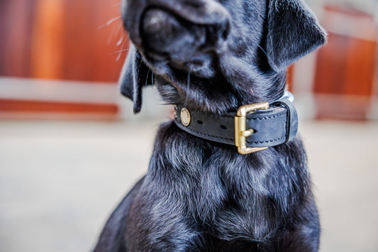 Dog Collar