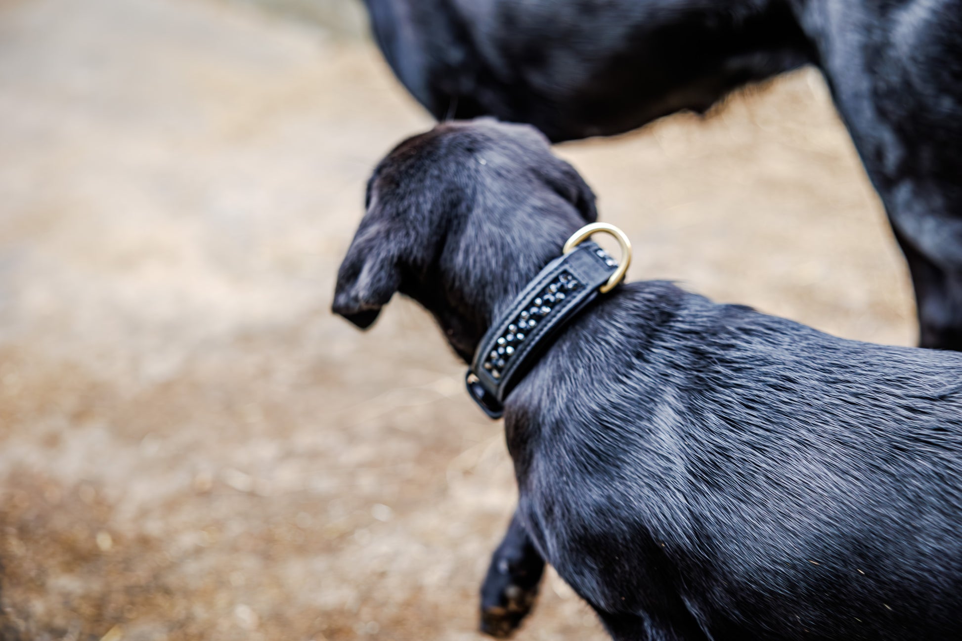 Dog Collar